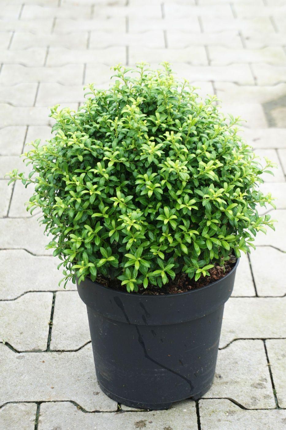 Ilex Crenata Soft Touch - View 8 from www redcrocus com