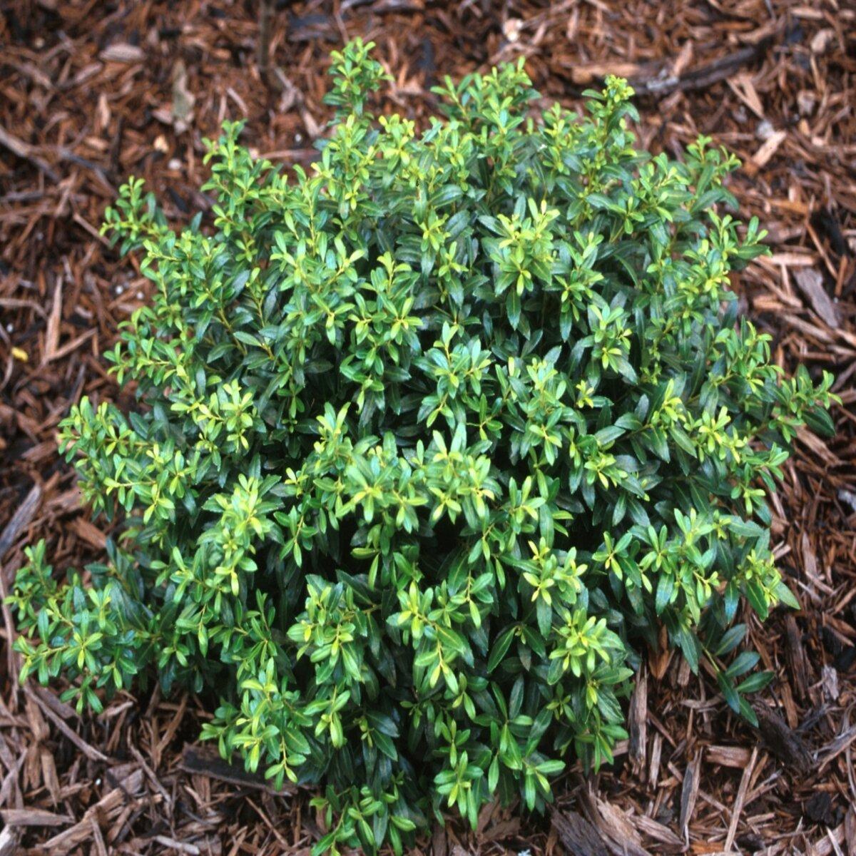 Ilex Crenata Soft Touch - View 9 from www redcrocus com