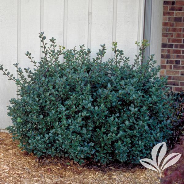 Ilex Meserveae Blue Prince - View 12 from www redcrocus com