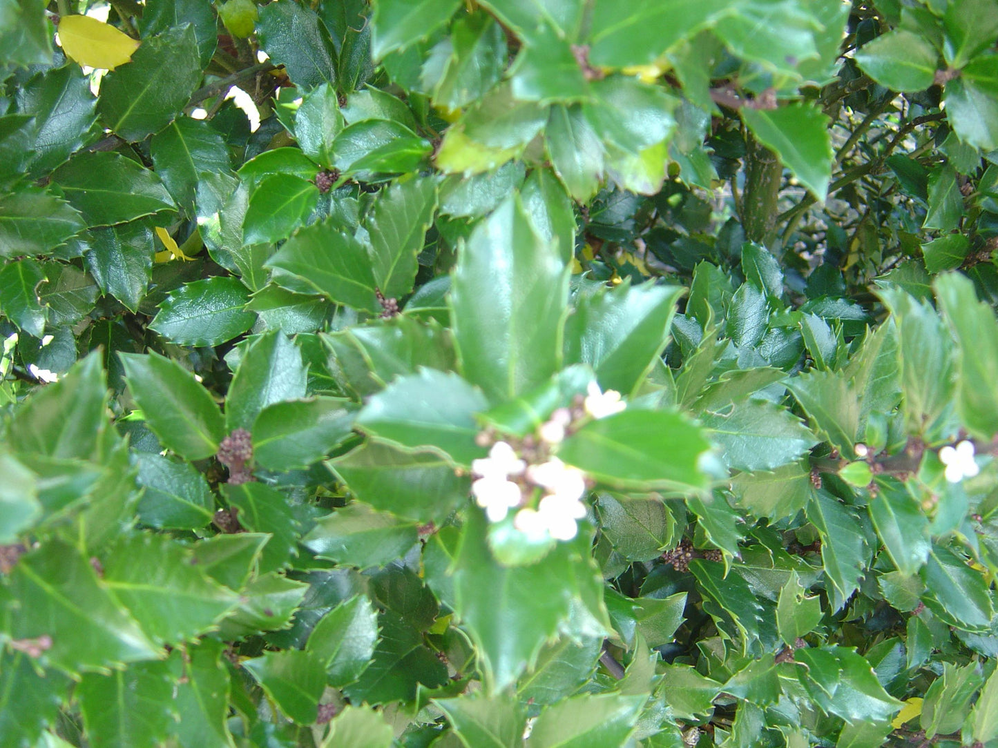 Ilex Meserveae Blue Prince - View 14 from www redcrocus com
