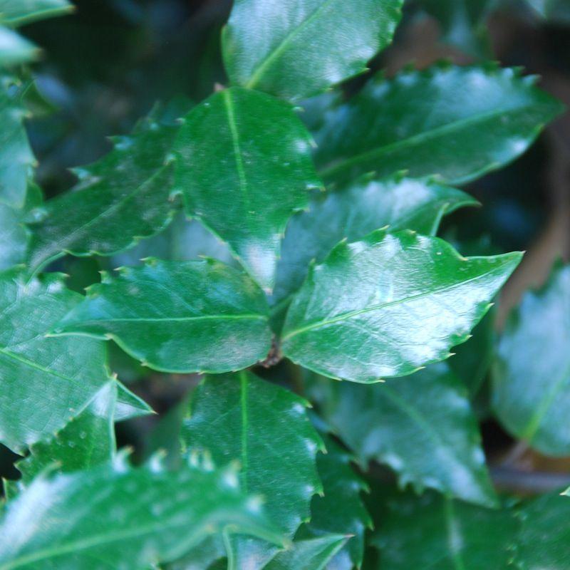 Ilex Meserveae Blue Prince - View 16 from www redcrocus com