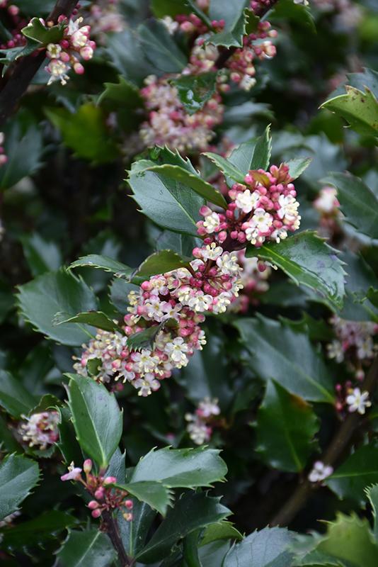 Ilex Meserveae Blue Prince - View 17 from www redcrocus com