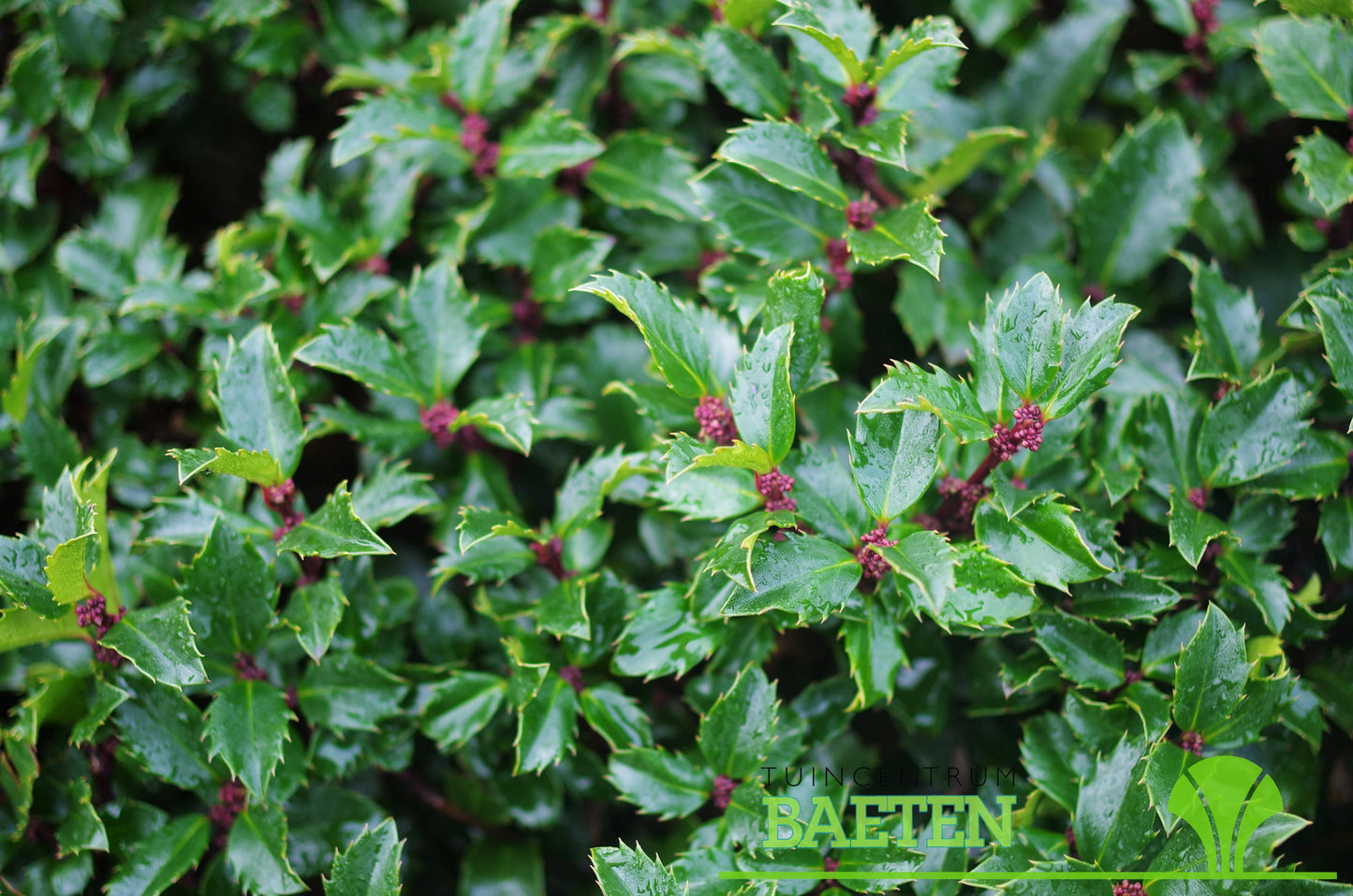 Ilex Meserveae Blue Prince - View 1 from www redcrocus com