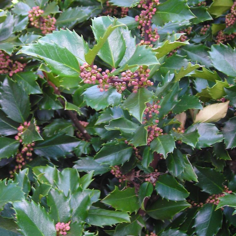 Ilex Meserveae Blue Prince - View 2 from www redcrocus com