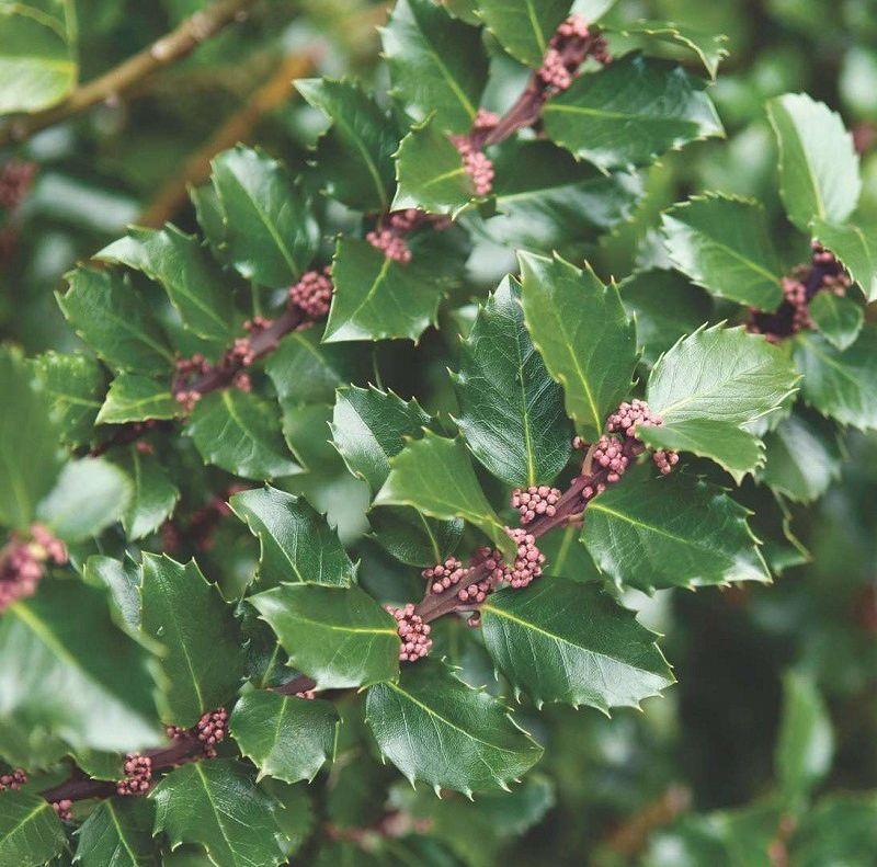 Ilex Meserveae Blue Prince - View 3 from www redcrocus com