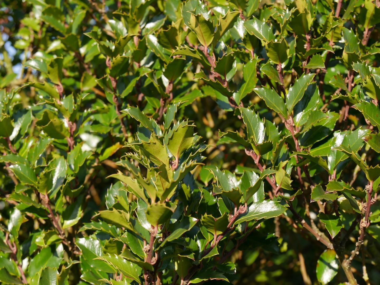 Ilex Meserveae Blue Prince - View 5 from www redcrocus com