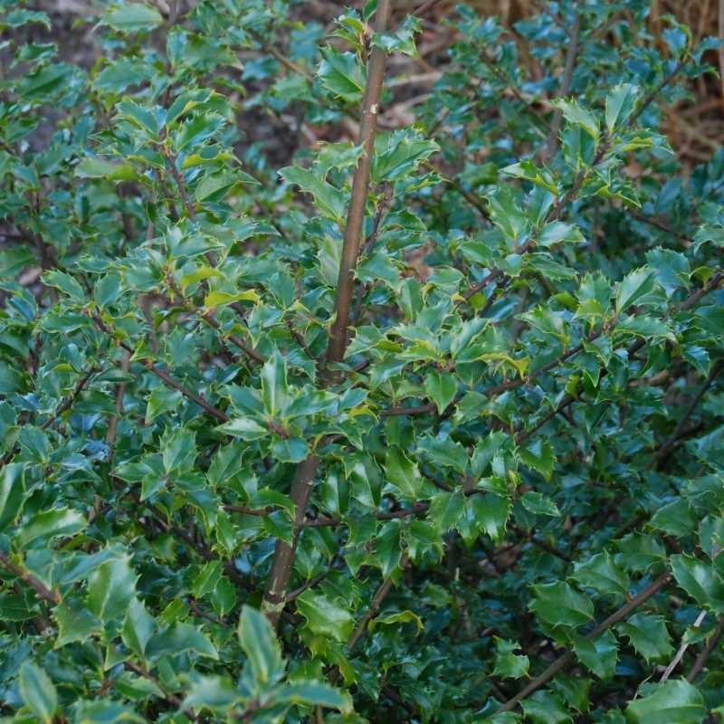 Ilex Meserveae Blue Prince - View 6 from www redcrocus com