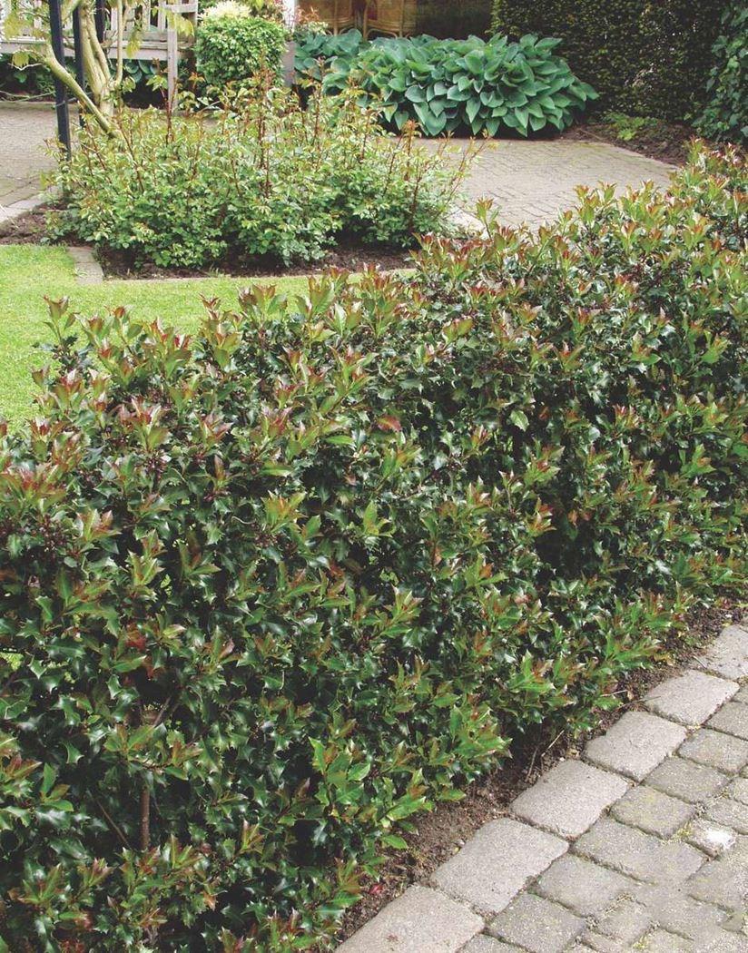 Ilex Meserveae Blue Prince - View 7 from www redcrocus com