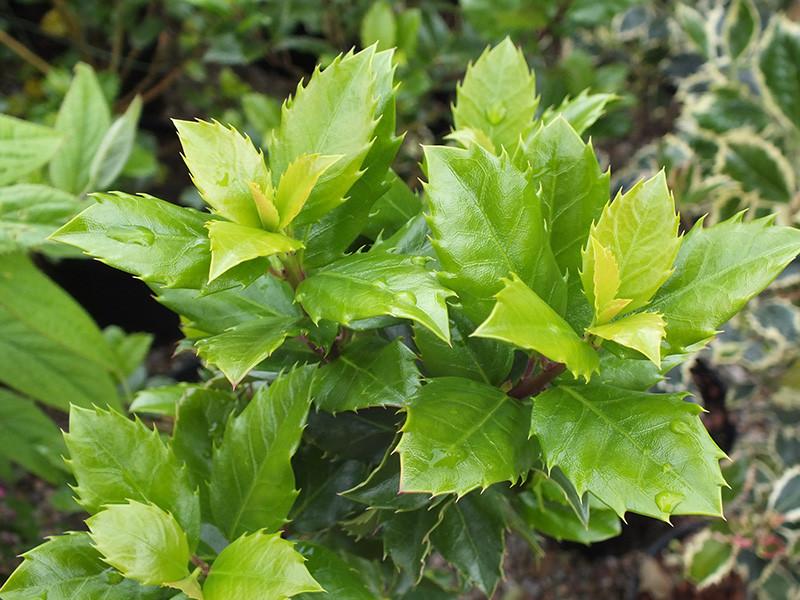 Ilex Meserveae Blue Prince - View 9 from www redcrocus com