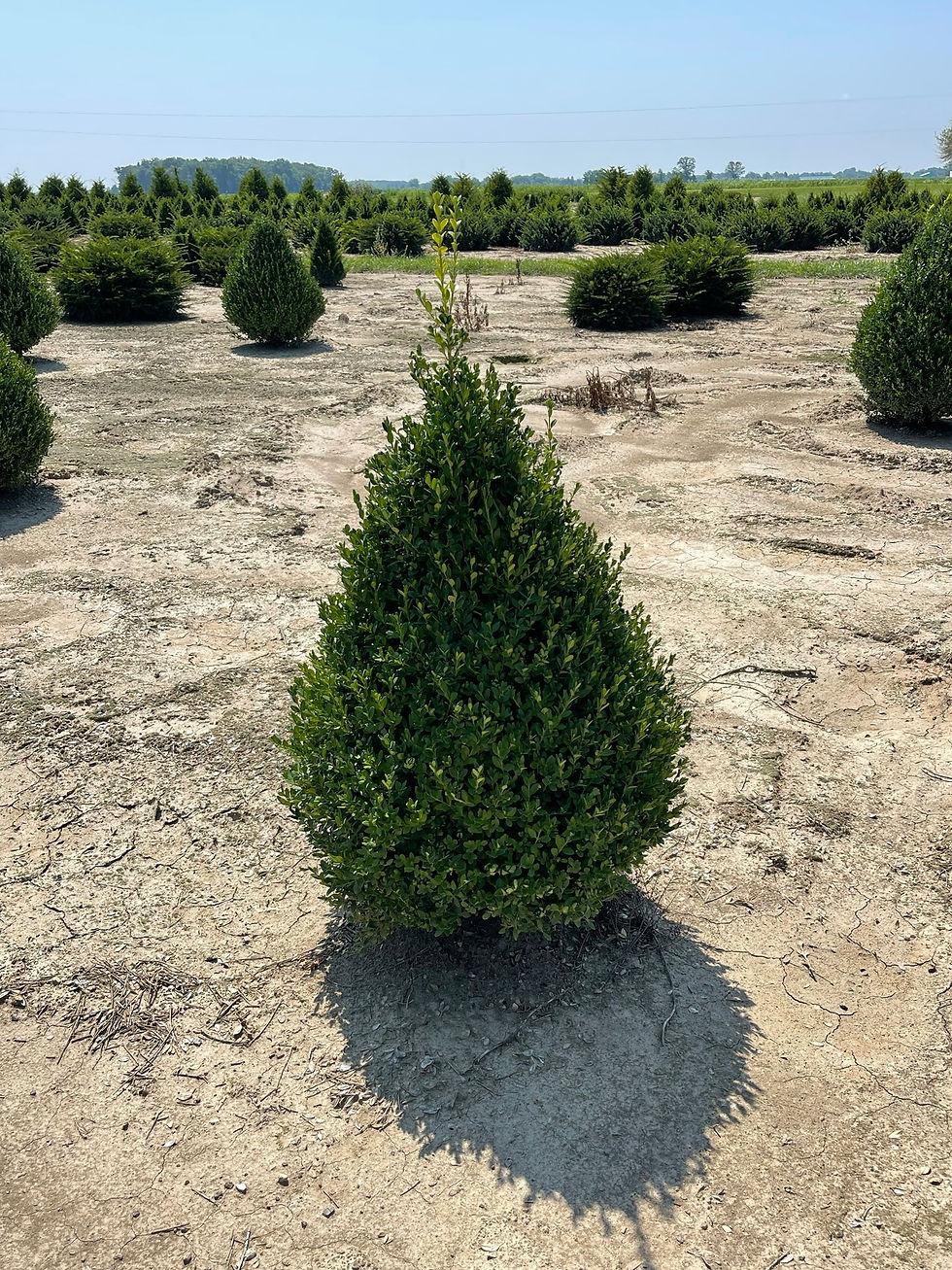Buxus Microphylla Green Mountain Pyramid - View 10 from www redcrocus com