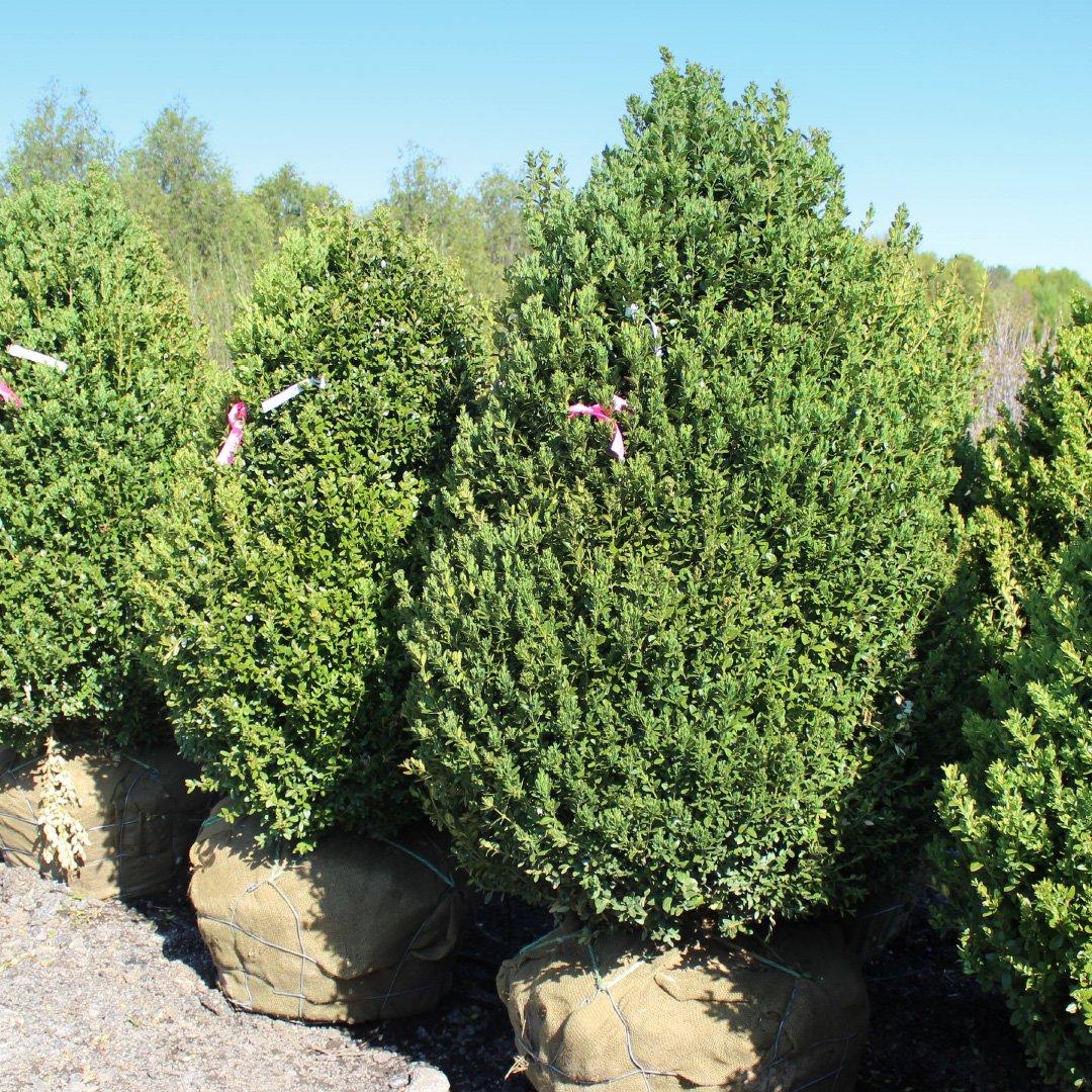 Buxus Microphylla Green Mountain Pyramid - View 15 from www redcrocus com
