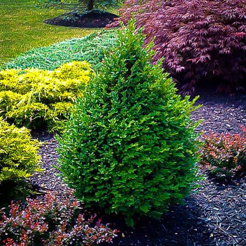 Buxus Microphylla Green Mountain Pyramid - View 4 from www redcrocus com