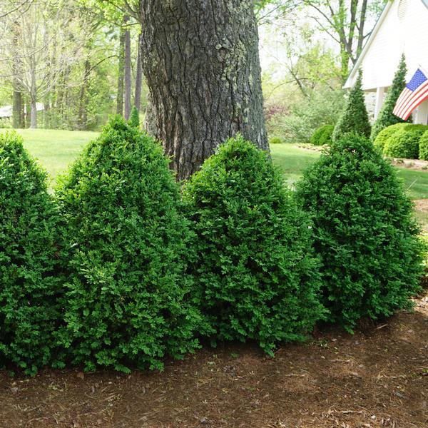 Buxus Microphylla Green Mountain Pyramid - View 7 from www redcrocus com