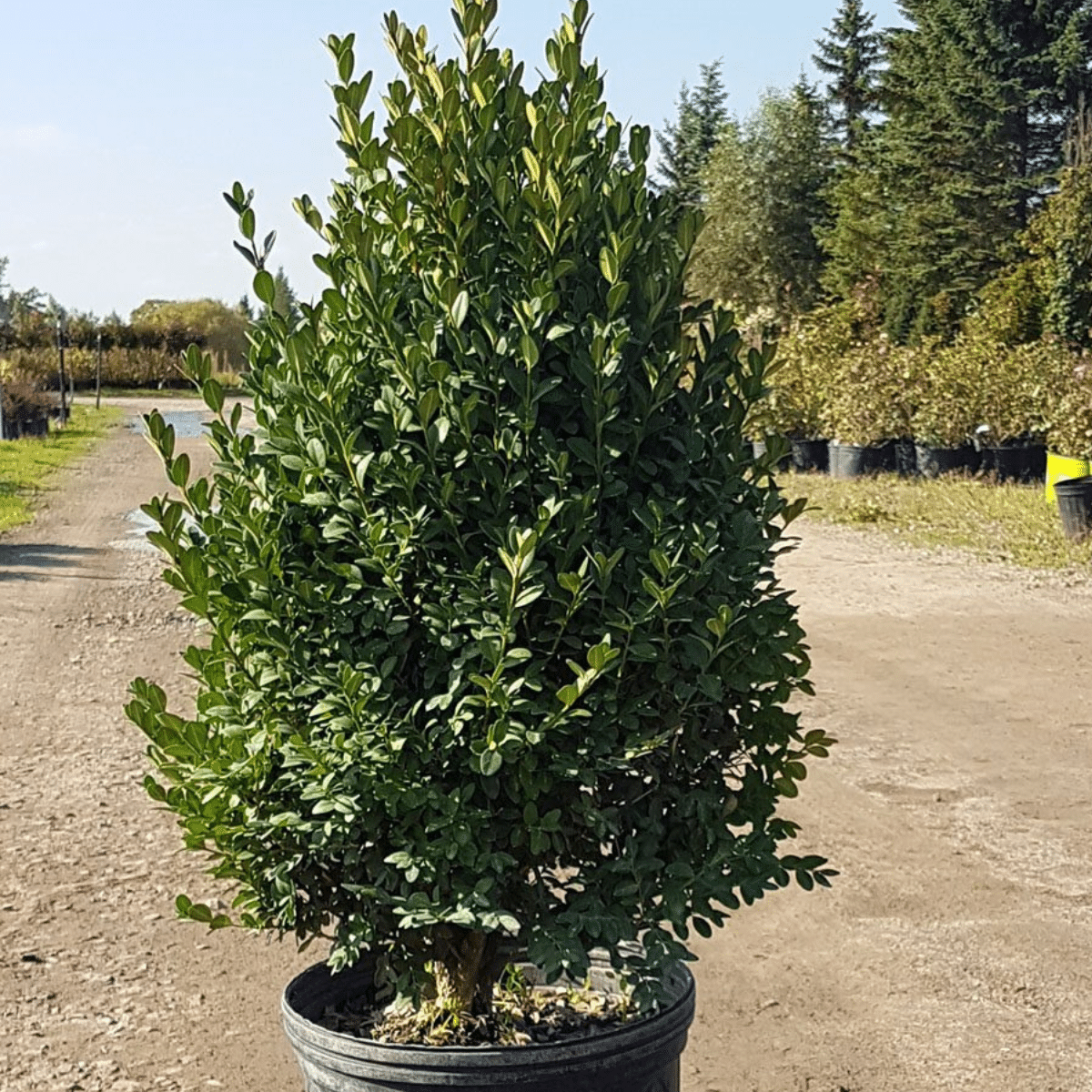 Buxus Microphylla Green Mountain Pyramid - View 7 from www redcrocus com