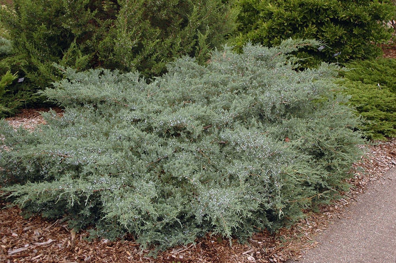 Juniperus Virginiana Grey Owl - View 10 from www redcrocus com