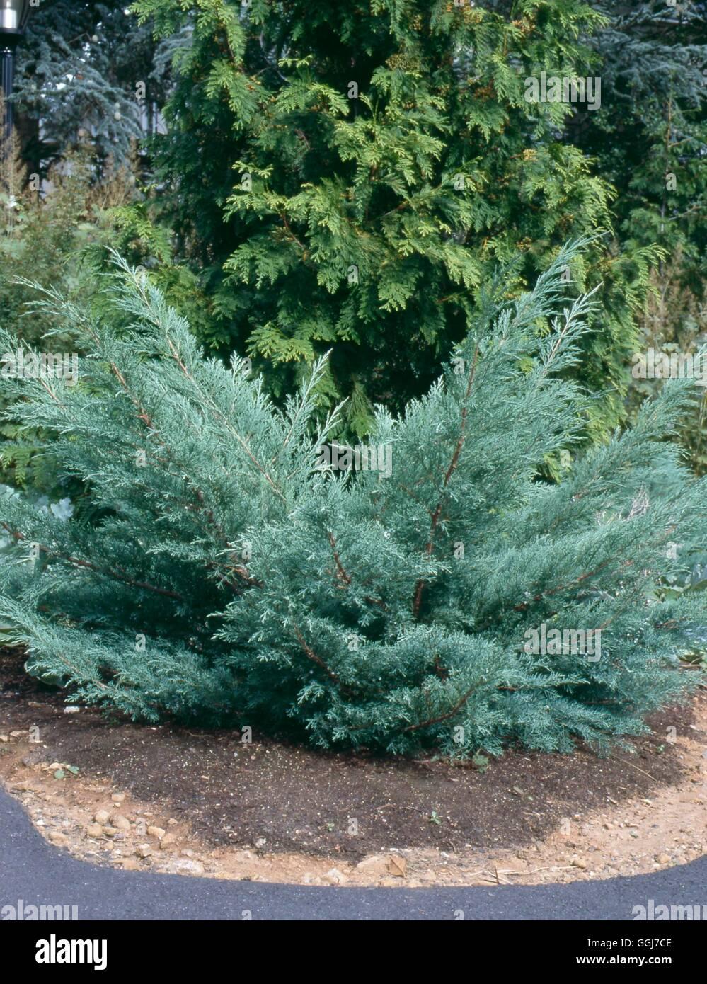 Juniperus Virginiana Grey Owl - View 12 from www redcrocus com