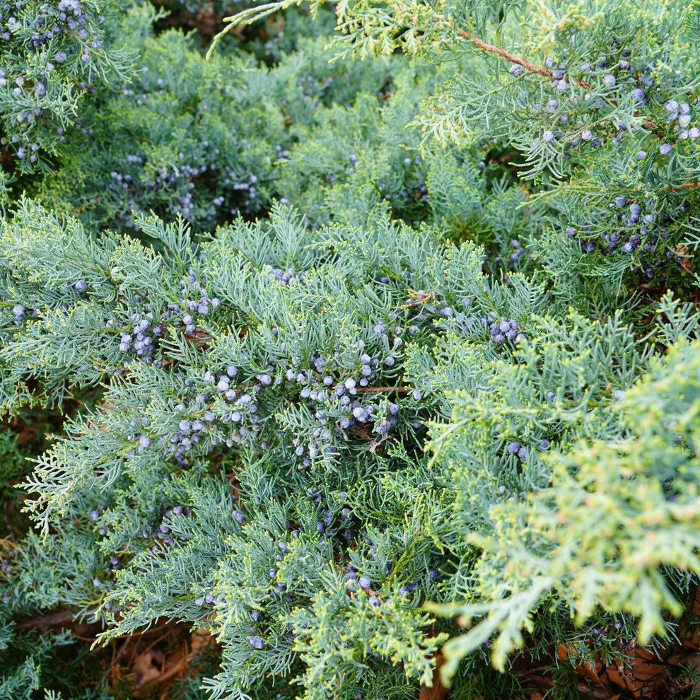 Juniperus Virginiana Grey Owl - View 18 from www redcrocus com