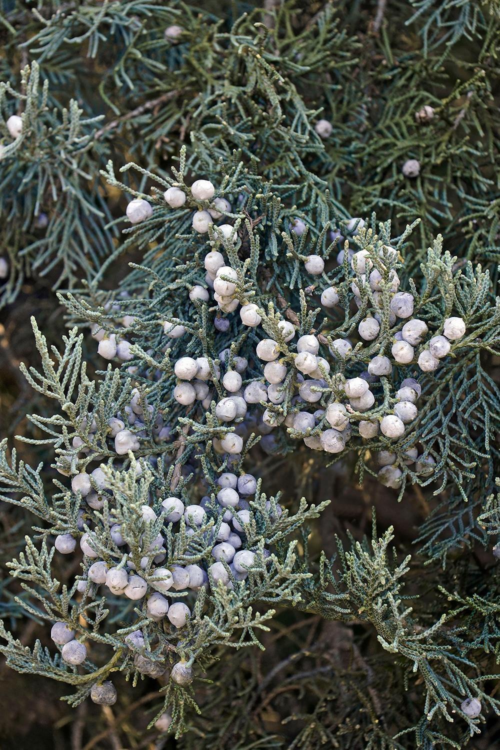 Juniperus Virginiana Grey Owl - View 4 from www redcrocus com
