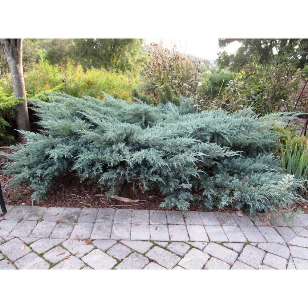 Juniperus Virginiana Grey Owl - View 8 from www redcrocus com