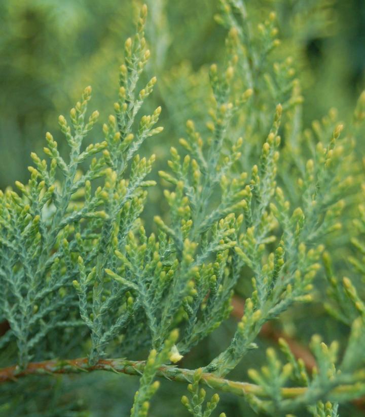 Juniperus Virginiana Grey Owl - View 9 from www redcrocus com