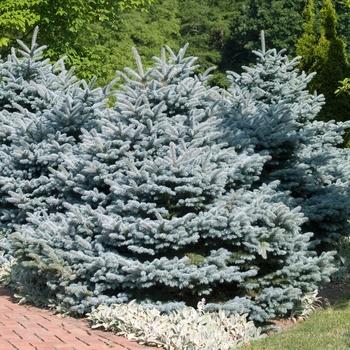 Picea Pungens Montgomery - View 12 from www redcrocus com