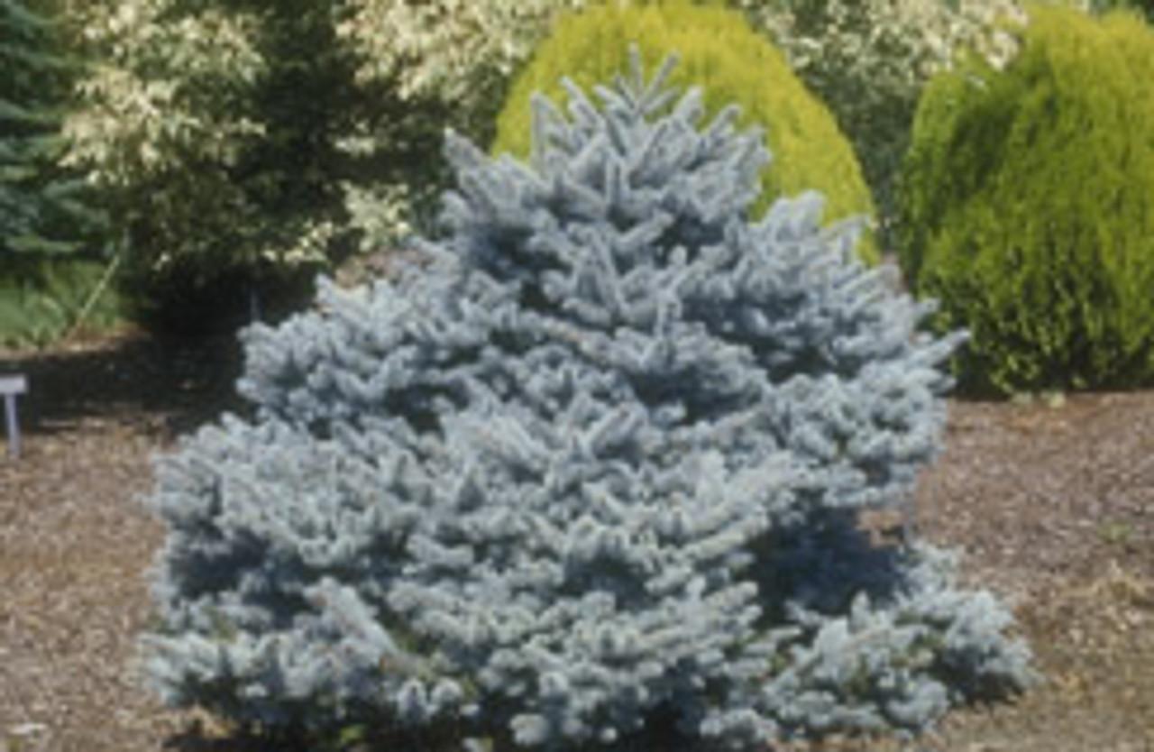Picea Pungens Montgomery - View 14 from www redcrocus com