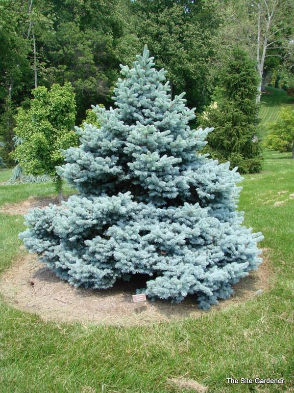 Picea Pungens Montgomery - View 1 from www redcrocus com