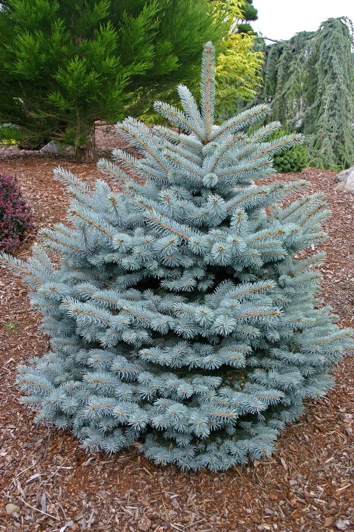 Picea Pungens Montgomery - View 2 from www redcrocus com