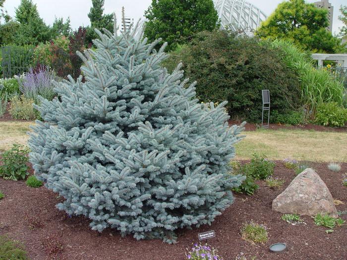 Picea Pungens Montgomery - View 3 from www redcrocus com