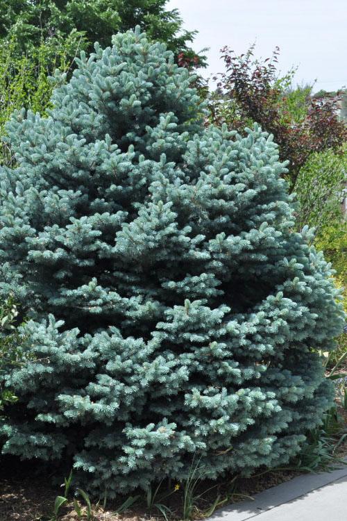 Picea Pungens Montgomery - View 7 from www redcrocus com