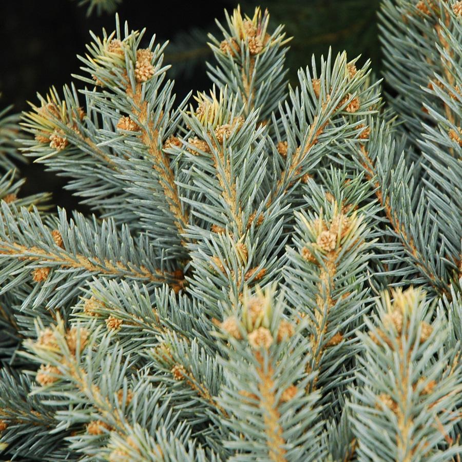 Picea Pungens Montgomery - View 8 from www redcrocus com