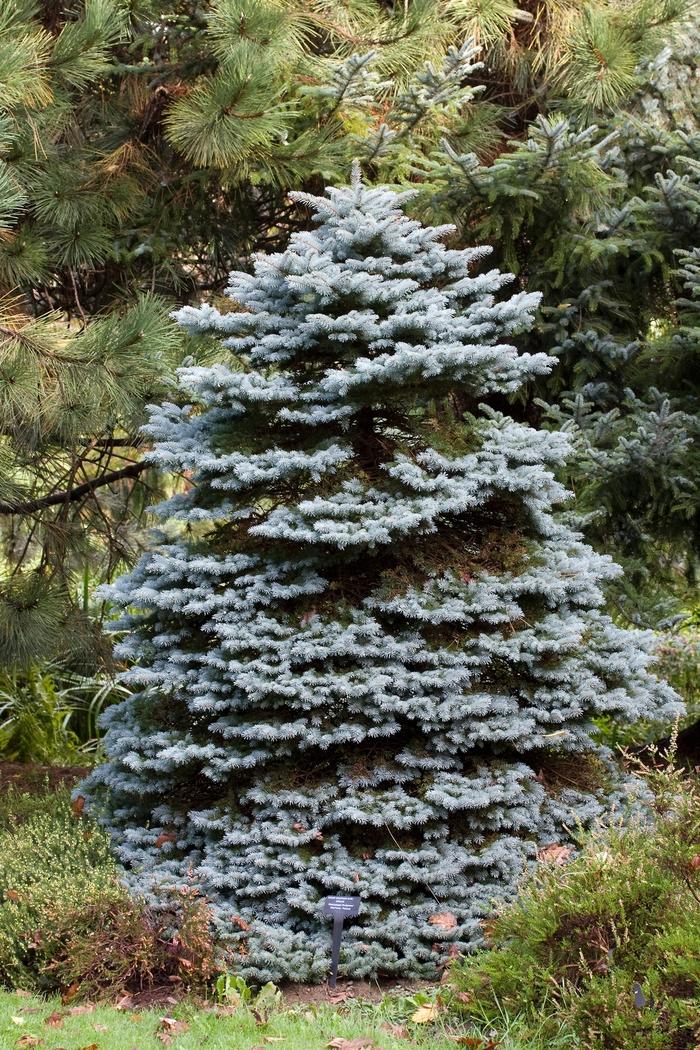 Picea Pungens Montgomery - View 9 from www redcrocus com