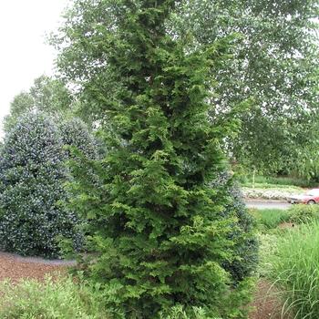 Chamaecyparis Obtusa Gracilis Compacta - View 15 from www redcrocus com