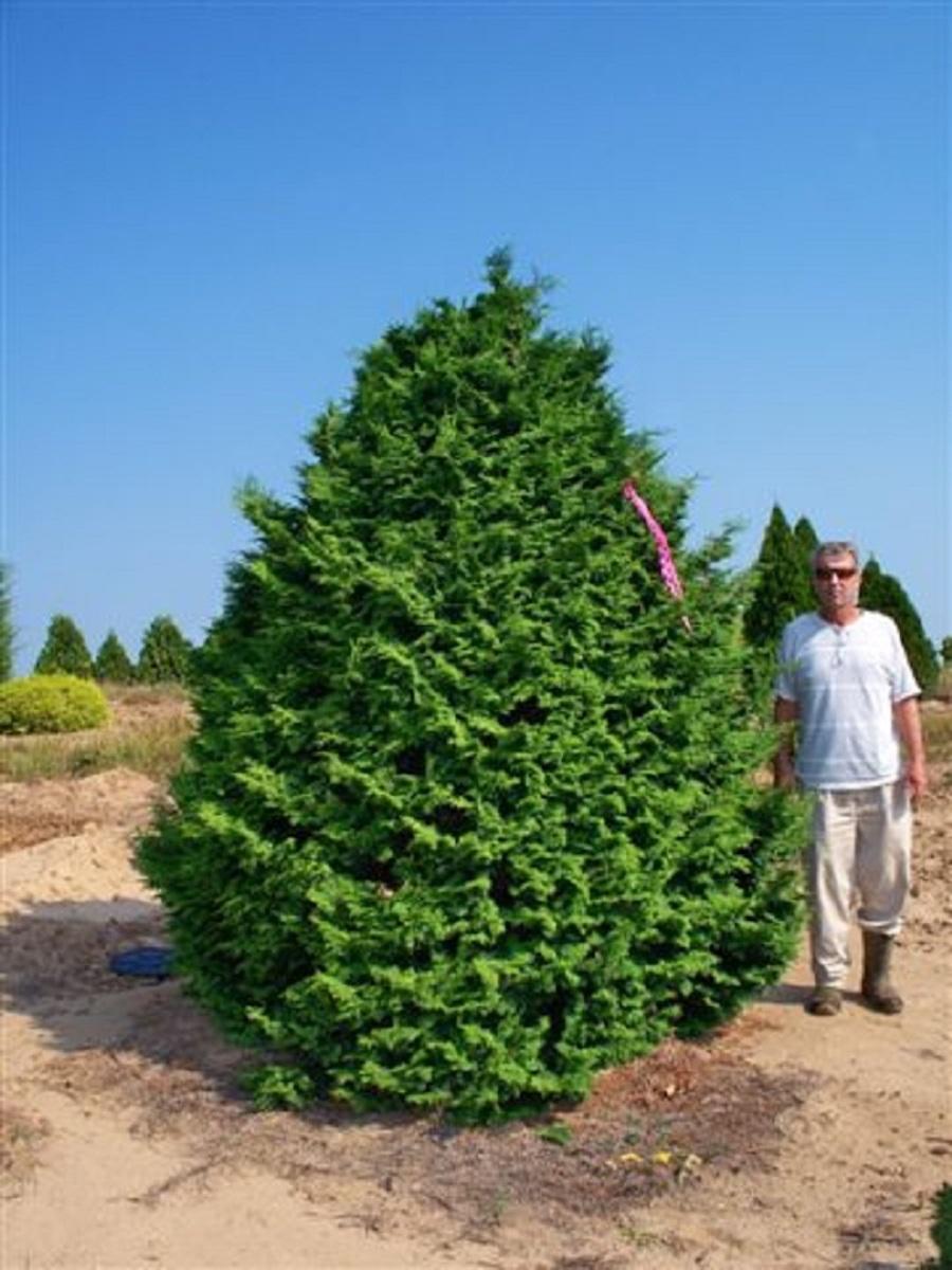 Chamaecyparis Obtusa Gracilis Compacta - View 3 from www redcrocus com