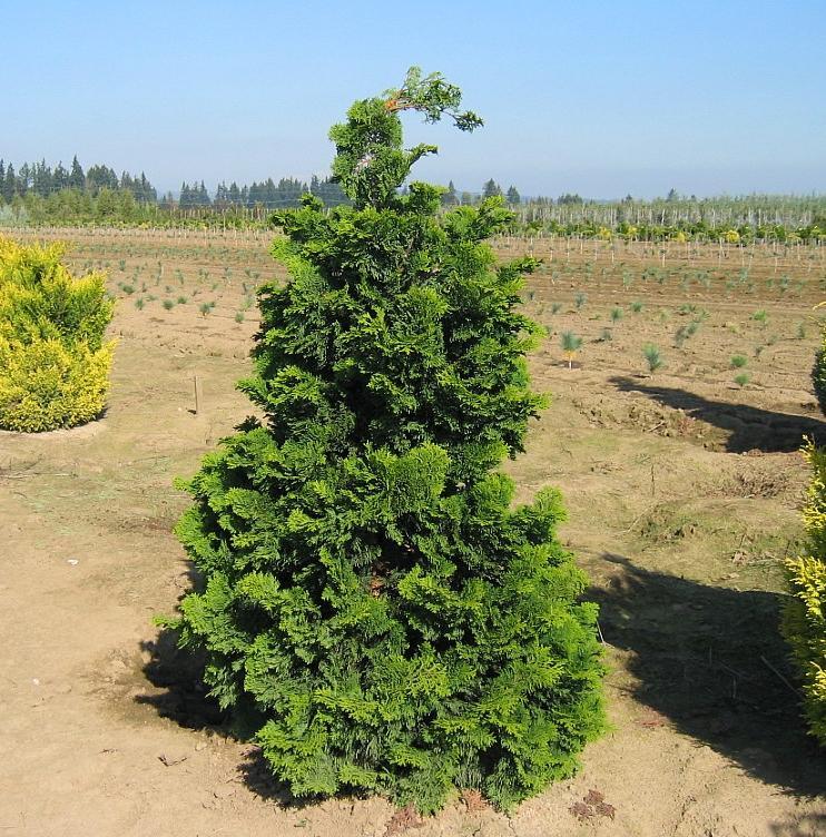 Chamaecyparis Obtusa Gracilis Compacta - View 4 from www redcrocus com