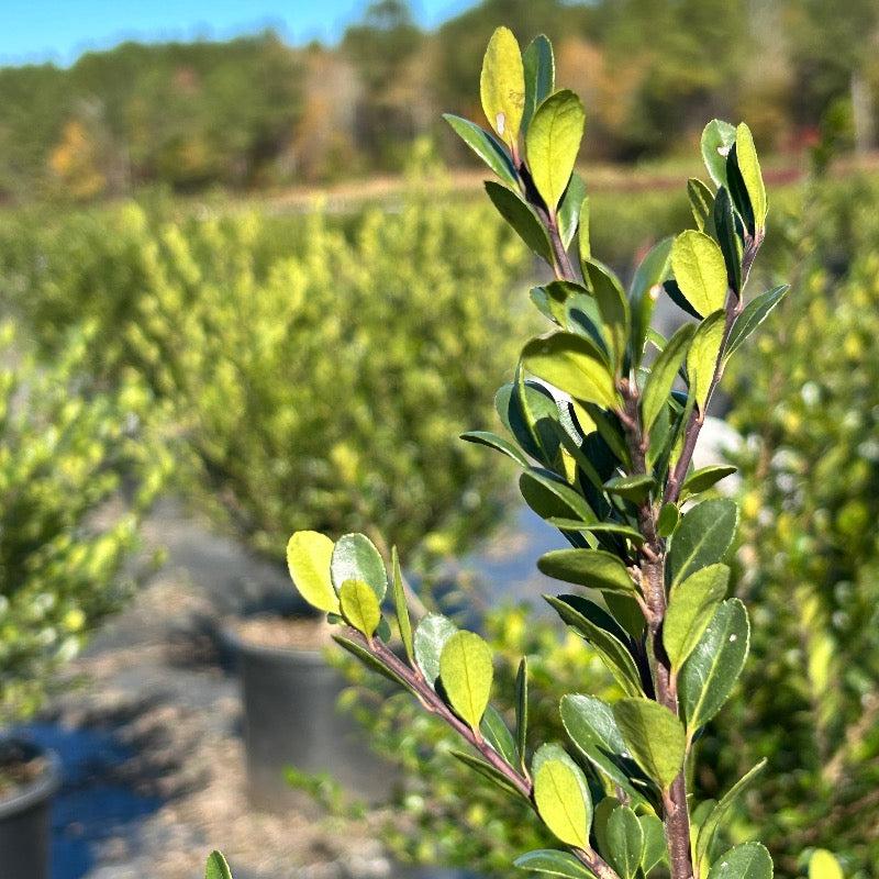 Ilex Crenata Compacta - View 11 from www redcrocus com
