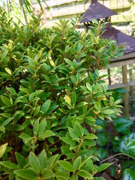 Ilex Crenata Compacta - View 17 from www redcrocus com