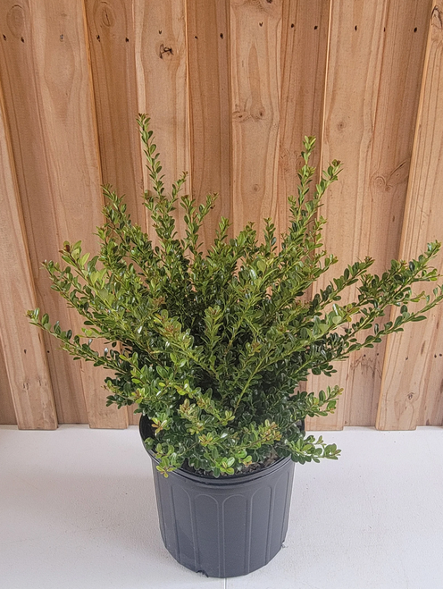 Ilex Crenata Compacta - View 20 from www redcrocus com