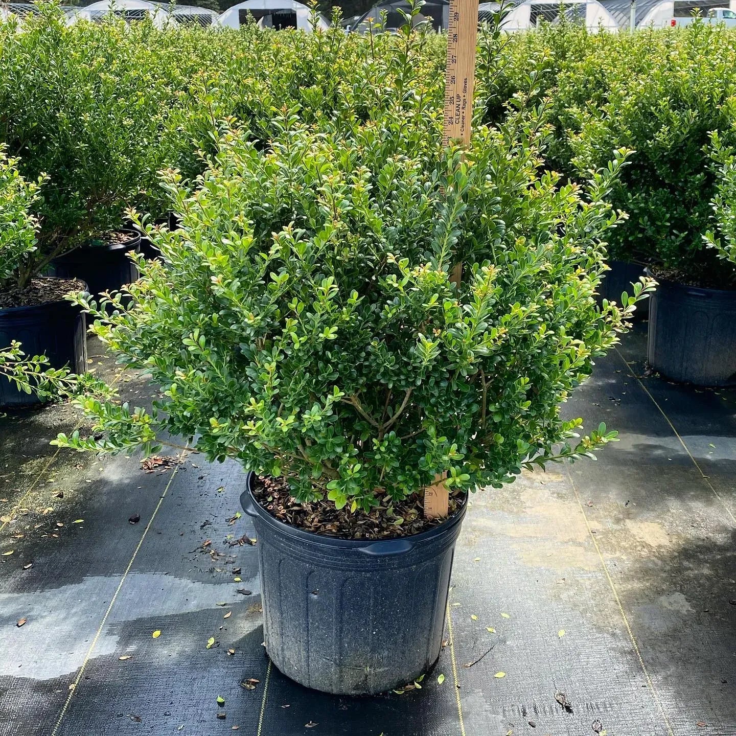 Ilex Crenata Compacta - View 8 from www redcrocus com