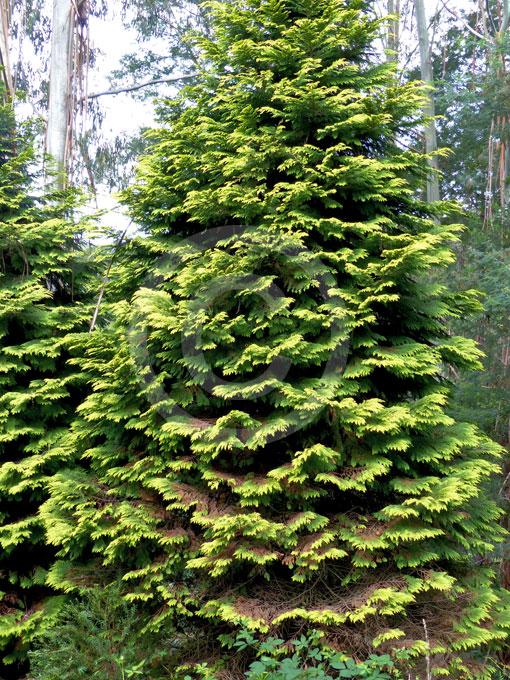 Chamaecyparis Obtusa Crippsii - View 10 from www redcrocus com