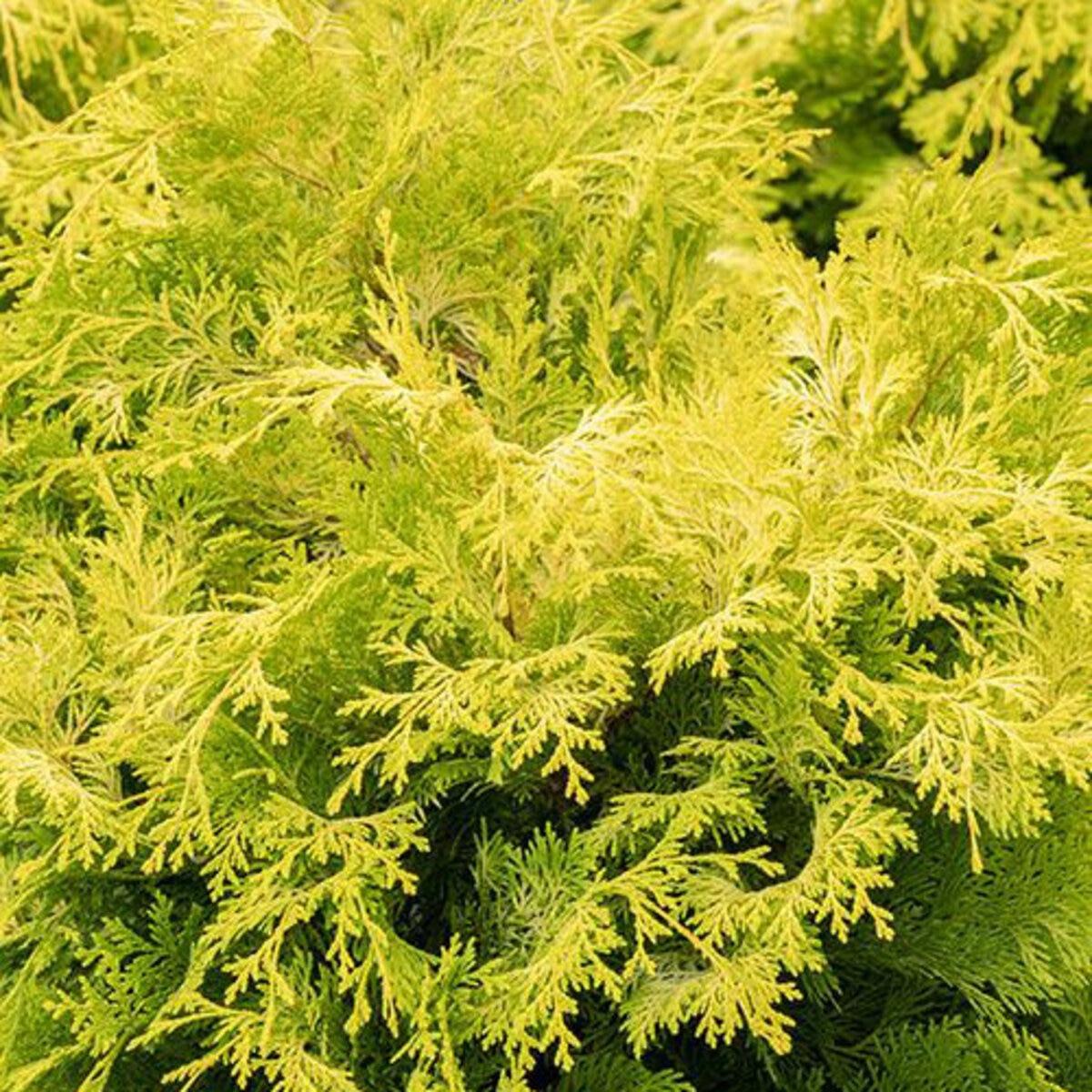 Chamaecyparis Obtusa Crippsii - View 3 from www redcrocus com