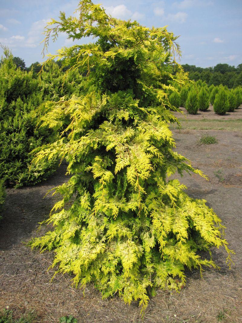 Chamaecyparis Obtusa Crippsii - View 7 from www redcrocus com