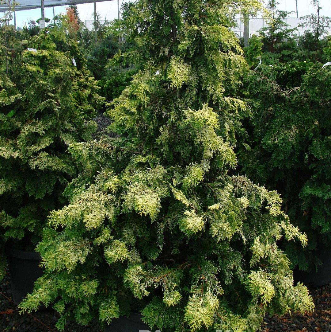 Chamaecyparis Obtusa Crippsii - View 9 from www redcrocus com