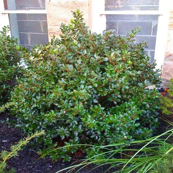 Ilex Meserveae 'blue Prince' - View 22 from www redcrocus com