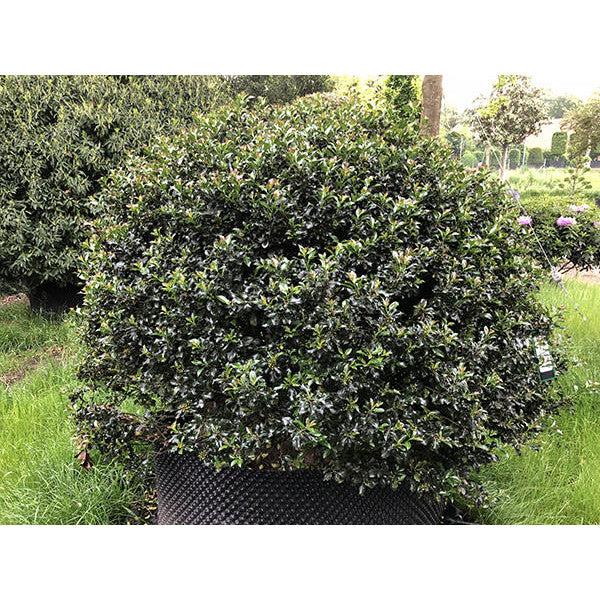 Ilex Meserveae 'blue Prince' - View 26 from www redcrocus com