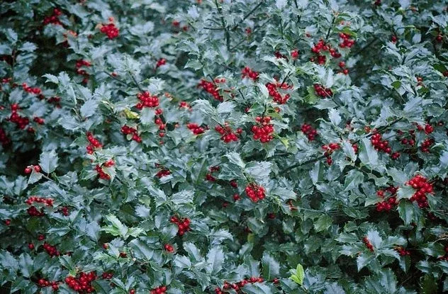 Ilex Meserveae 'blue Prince' - View 29 from www redcrocus com