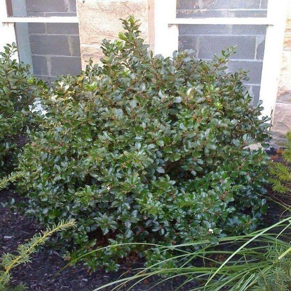 Ilex Meserveae 'blue Prince' - View 30 from www redcrocus com