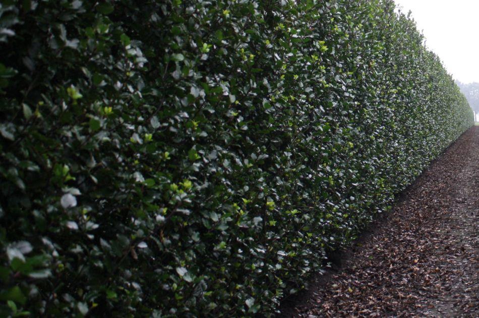 Ilex Meserveae 'blue Prince' - View 32 from www redcrocus com