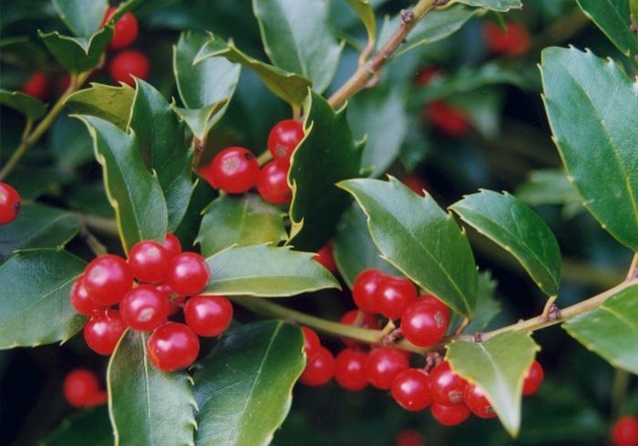 Ilex Meserveae 'blue Prince' - View 33 from www redcrocus com