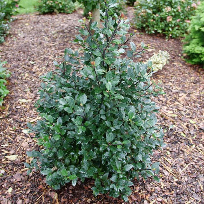Ilex Meserveae 'blue Prince' - View 34 from www redcrocus com
